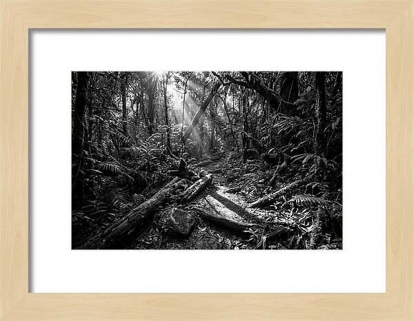 Dense Jungle Pathway Illuminated