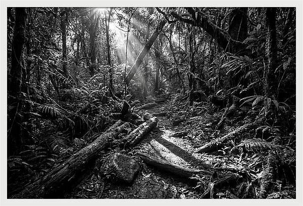 Dense Jungle Pathway Illuminated