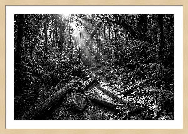 Dense Jungle Pathway Illuminated