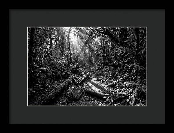 Dense Jungle Pathway Illuminated