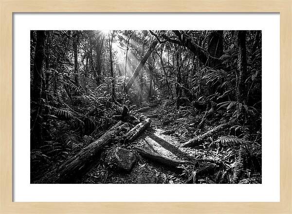 Dense Jungle Pathway Illuminated