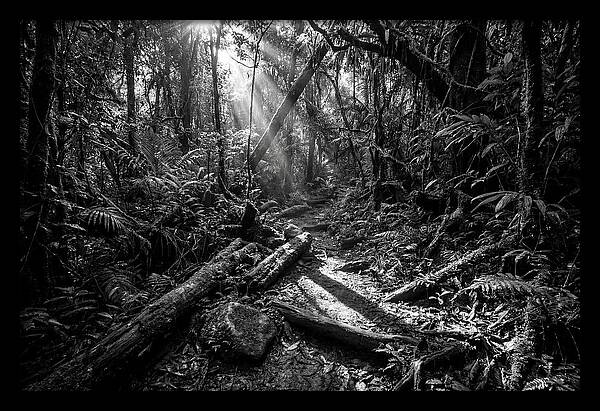Dense Jungle Pathway Illuminated
