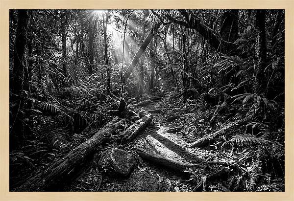 Dense Jungle Pathway Illuminated