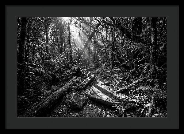 Dense Jungle Pathway Illuminated