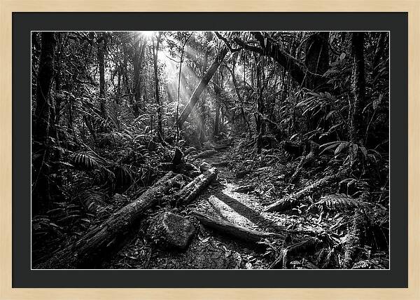 Dense Jungle Pathway Illuminated