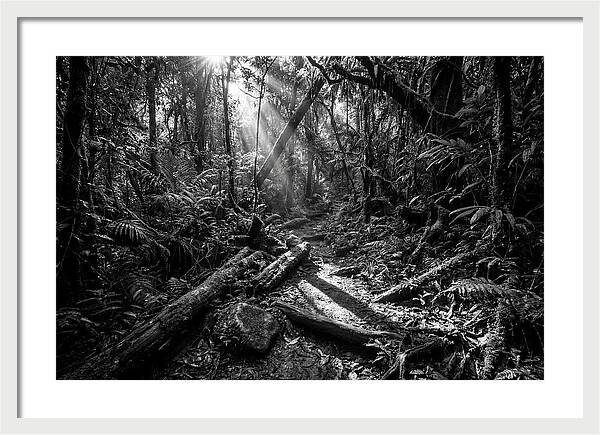 Dense Jungle Pathway Illuminated