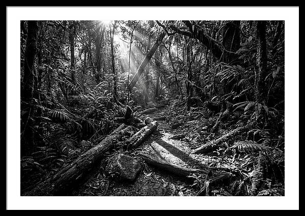 Dense Jungle Pathway Illuminated