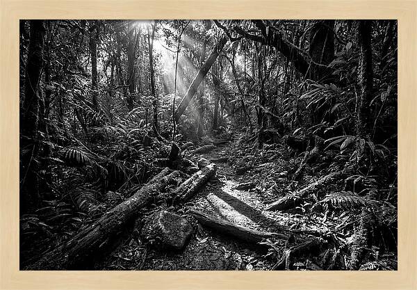 Dense Jungle Pathway Illuminated