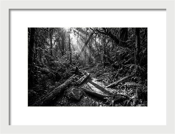 Dense Jungle Pathway Illuminated