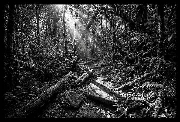 Dense Jungle Pathway Illuminated