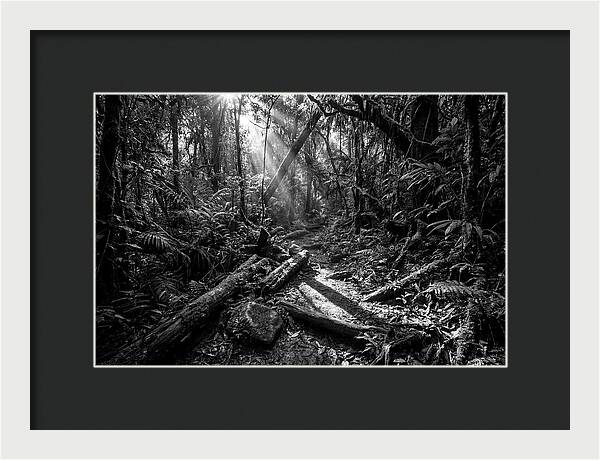 Dense Jungle Pathway Illuminated