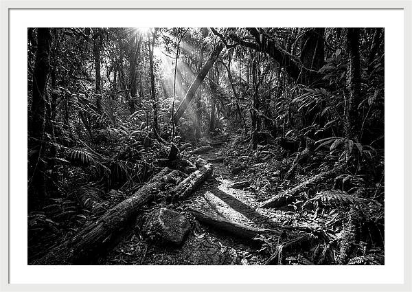 Dense Jungle Pathway Illuminated