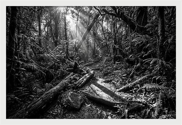 Dense Jungle Pathway Illuminated