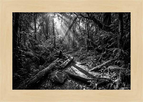 Dense Jungle Pathway Illuminated