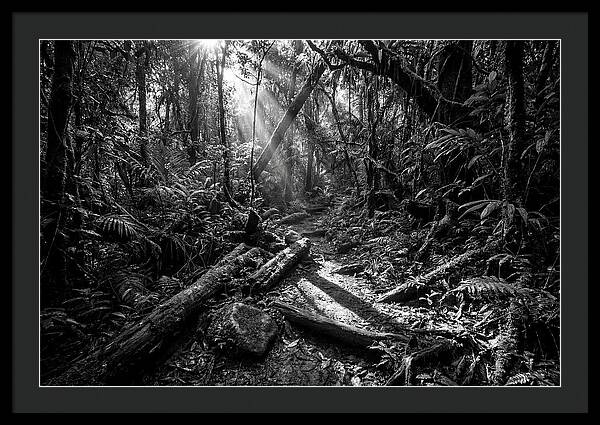 Dense Jungle Pathway Illuminated