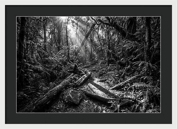Dense Jungle Pathway Illuminated