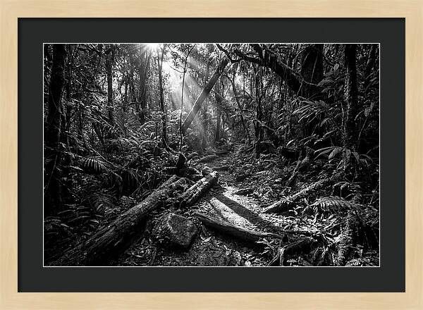 Dense Jungle Pathway Illuminated