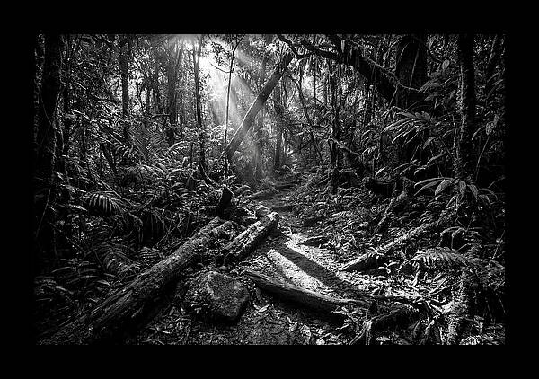 Dense Jungle Pathway Illuminated