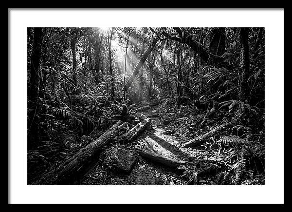 Dense Jungle Pathway Illuminated