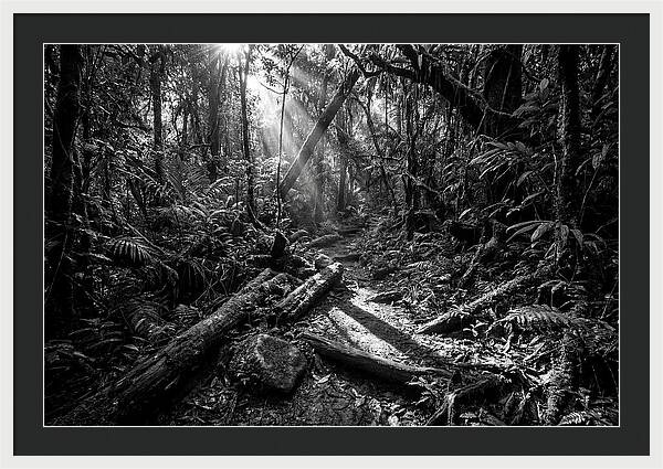 Dense Jungle Pathway Illuminated