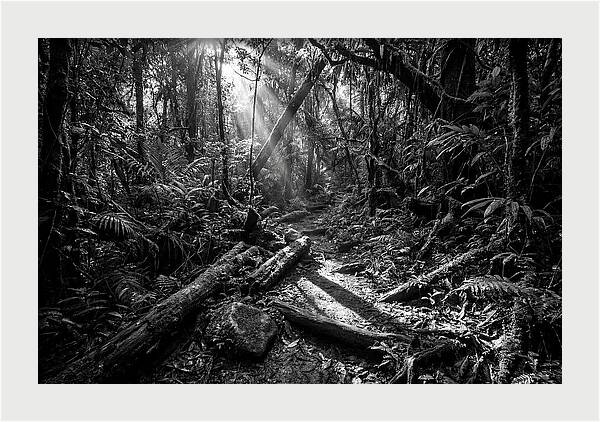 Dense Jungle Pathway Illuminated