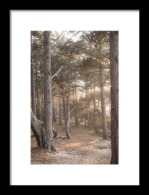 Dense Pine Forest Serenity