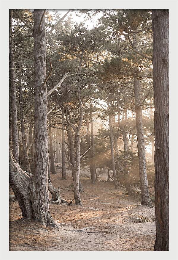 Dense Pine Forest Serenity