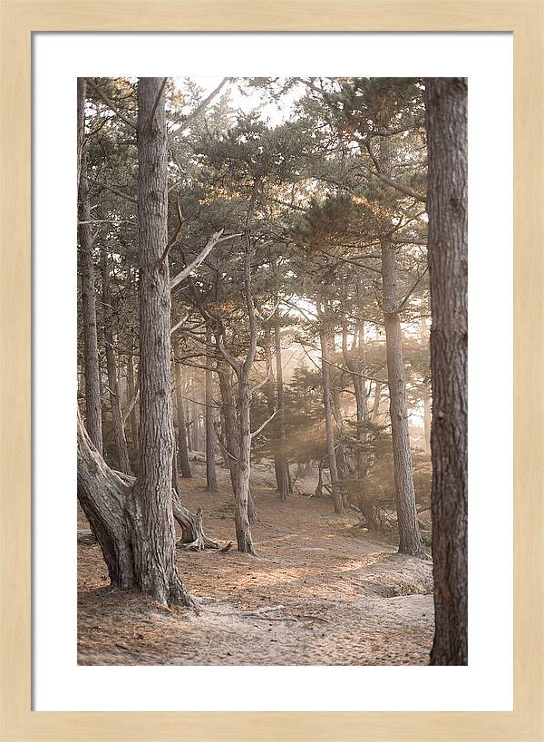 Dense Pine Forest Serenity