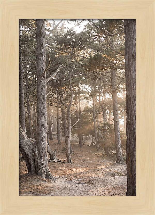 Dense Pine Forest Serenity