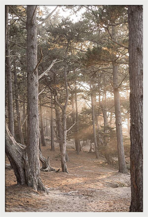 Dense Pine Forest Serenity