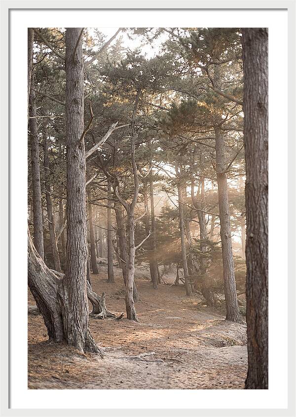 Dense Pine Forest Serenity