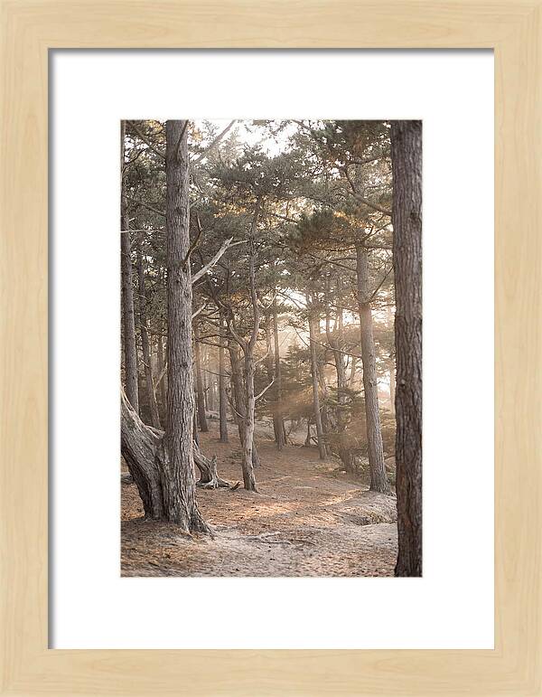 Dense Pine Forest Serenity