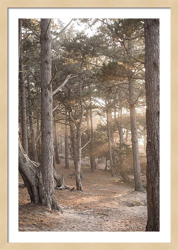 Dense Pine Forest Serenity