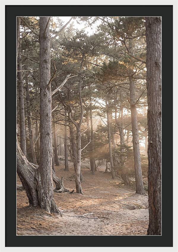 Dense Pine Forest Serenity