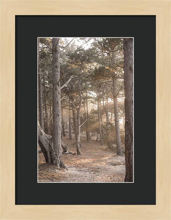 Dense Pine Forest Serenity