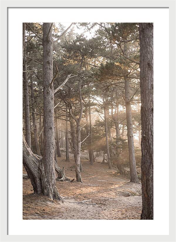 Dense Pine Forest Serenity