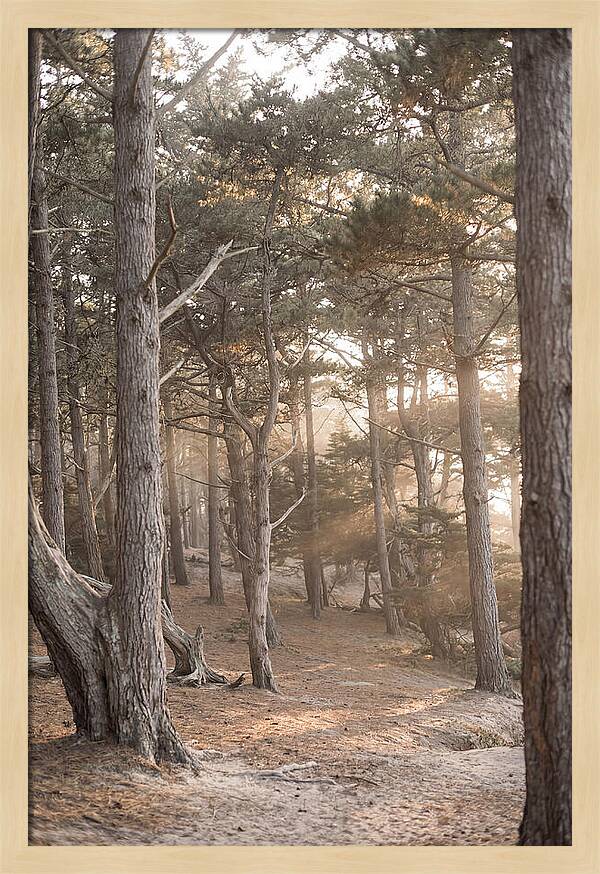 Dense Pine Forest Serenity