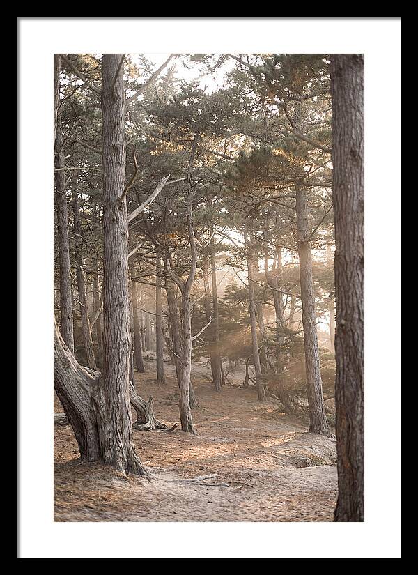 Dense Pine Forest Serenity