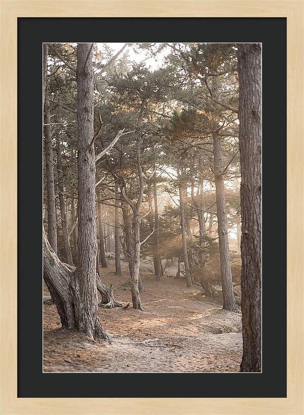 Dense Pine Forest Serenity