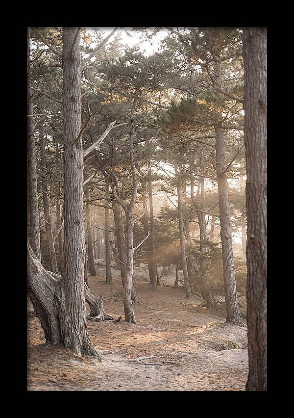 Dense Pine Forest Serenity