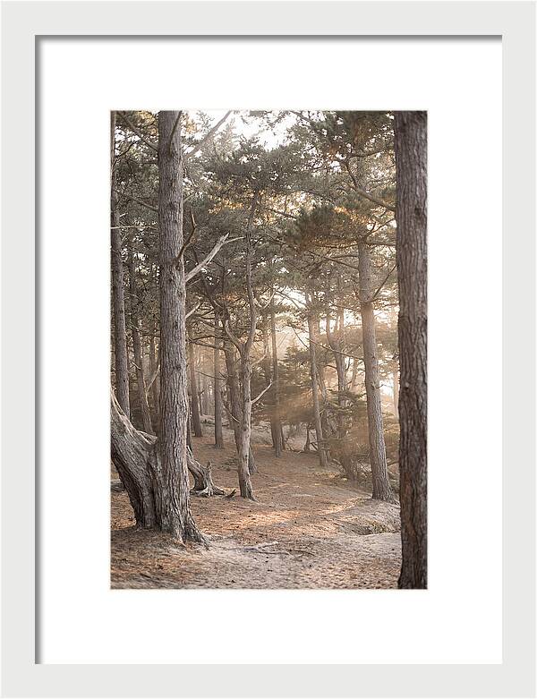 Dense Pine Forest Serenity