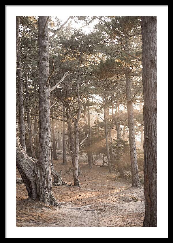 Dense Pine Forest Serenity