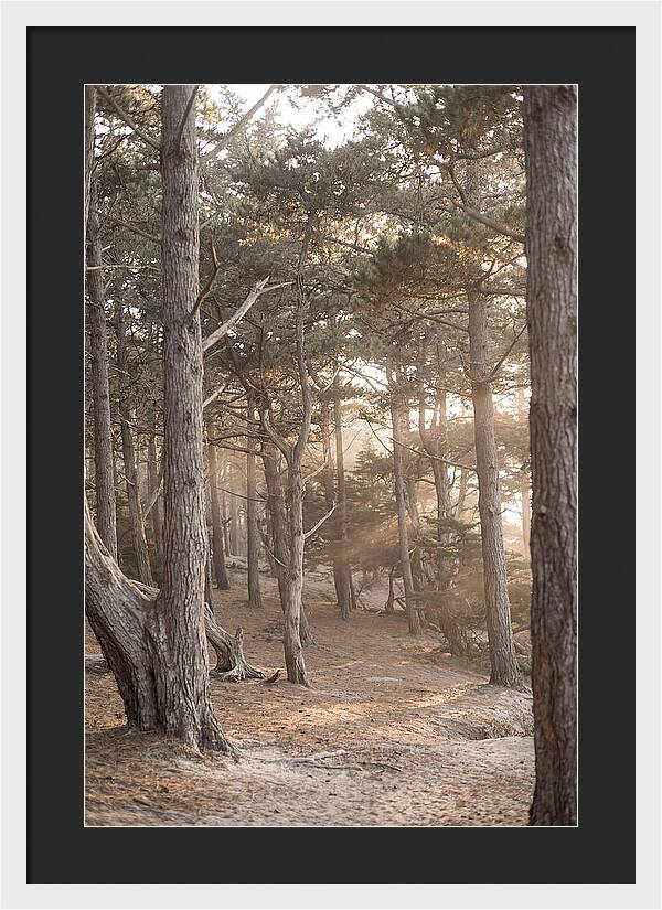 Dense Pine Forest Serenity