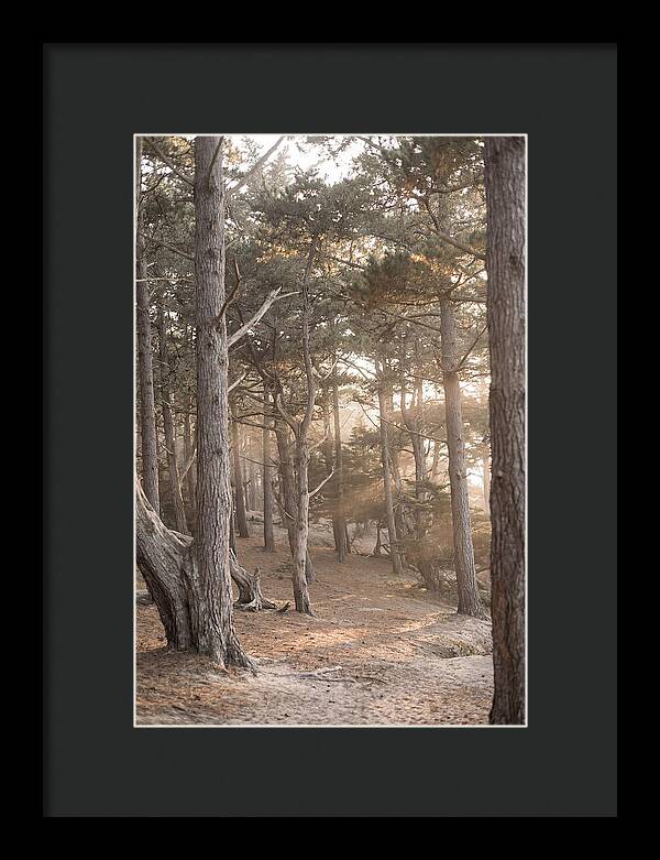Dense Pine Forest Serenity