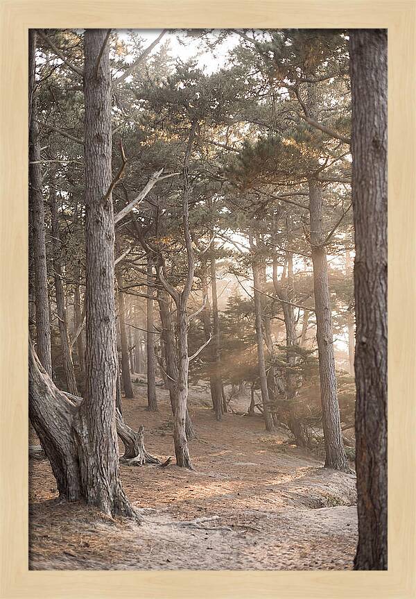 Dense Pine Forest Serenity