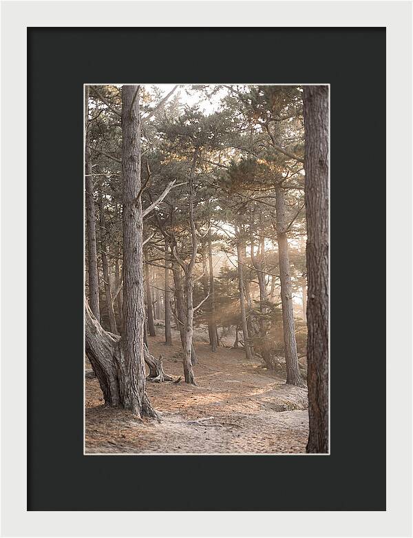 Dense Pine Forest Serenity