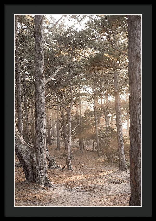 Dense Pine Forest Serenity