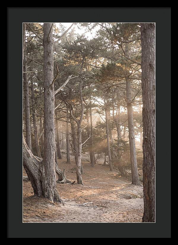 Dense Pine Forest Serenity