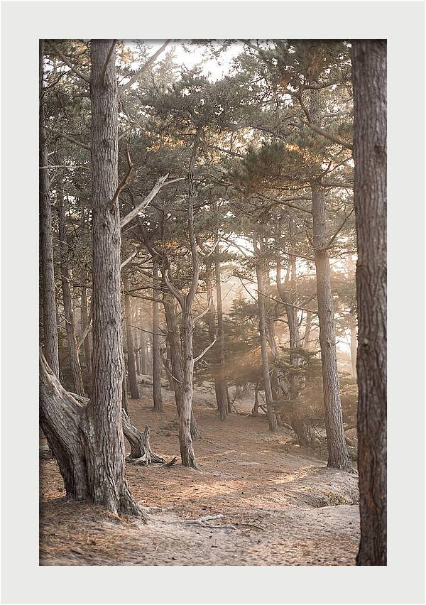 Dense Pine Forest Serenity