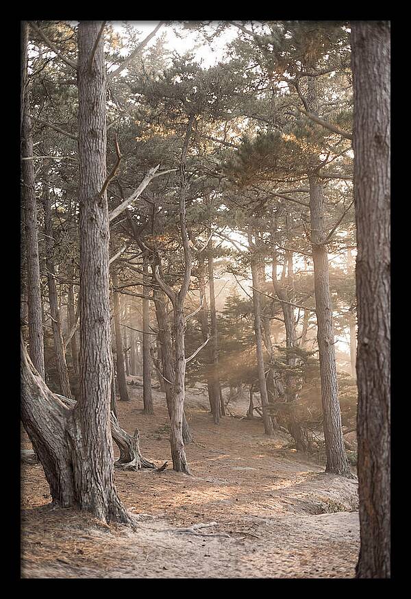 Dense Pine Forest Serenity